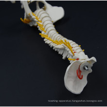 Factory wholesale price High Quality Anantomical Training Human Lumbar Spine Model